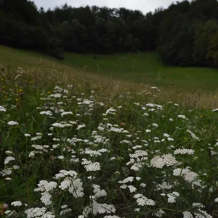 Glamping Organic Farm Slibar Farm stay *