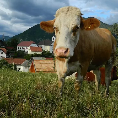 Farm stay Glamping Organic Farm Slibar