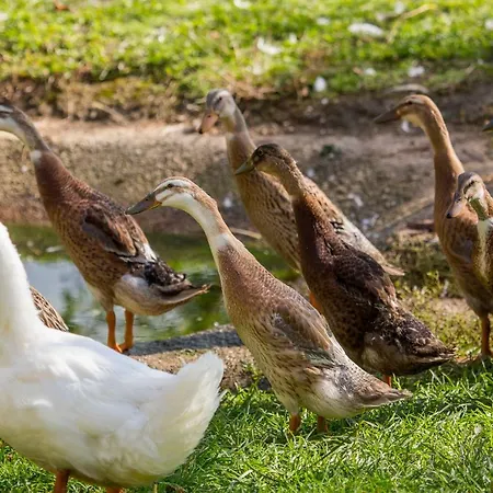 Glamping Organic Farm Slibar Feriegård *