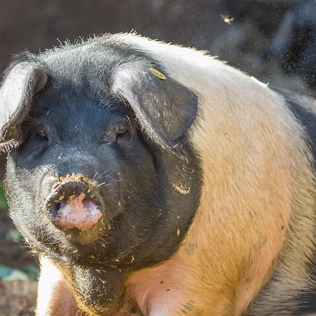 ファームステイ Glamping Organic Farm Slibar