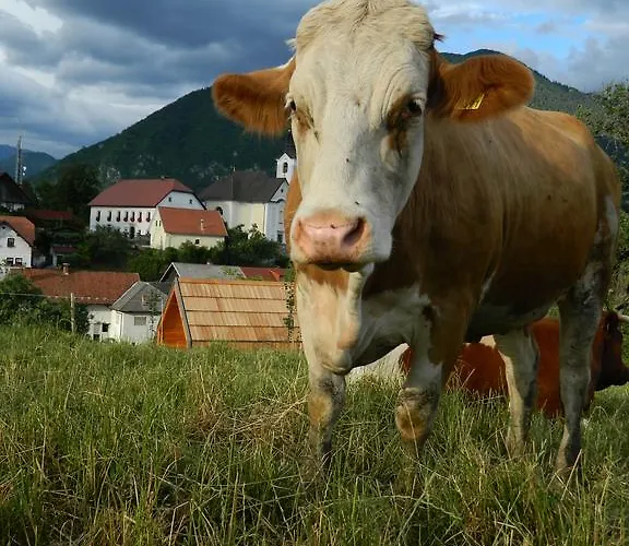 Alojamento de Turismo Rural Glamping Organic Farm Slibar