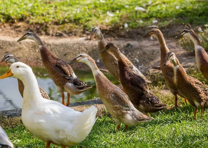 Glamping Organic Farm Slibar Alojamento de Turismo Rural *
