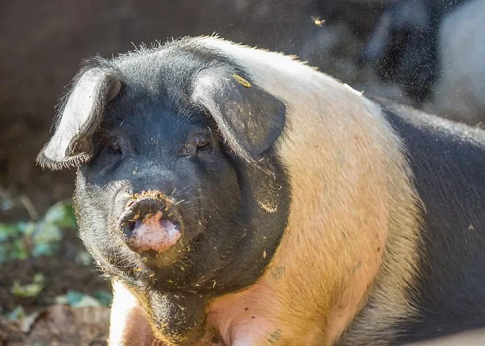 Alojamento de Turismo Rural Glamping Organic Farm Slibar